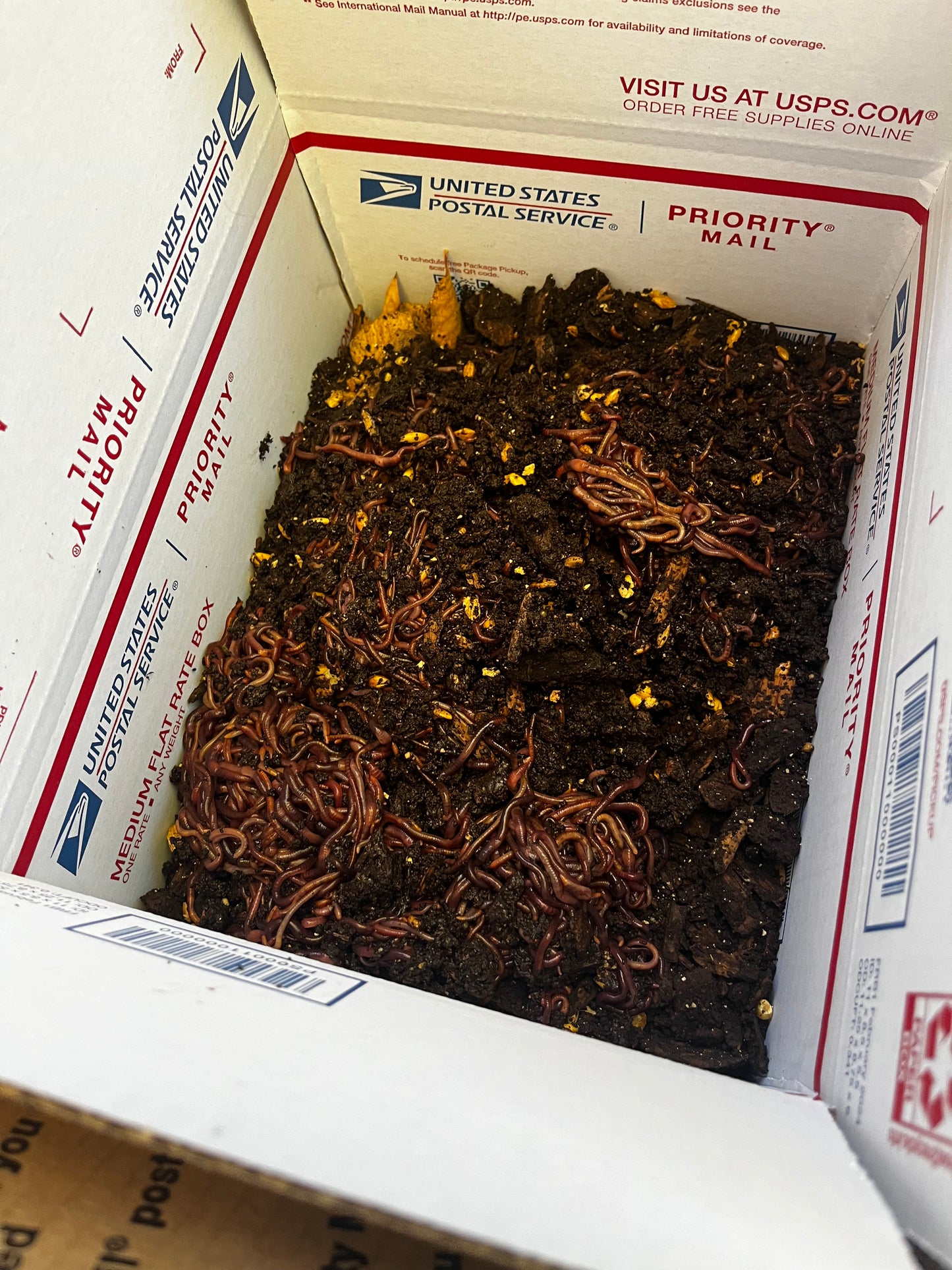 2000 Composting Worms